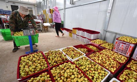 when are jujubes harvested china